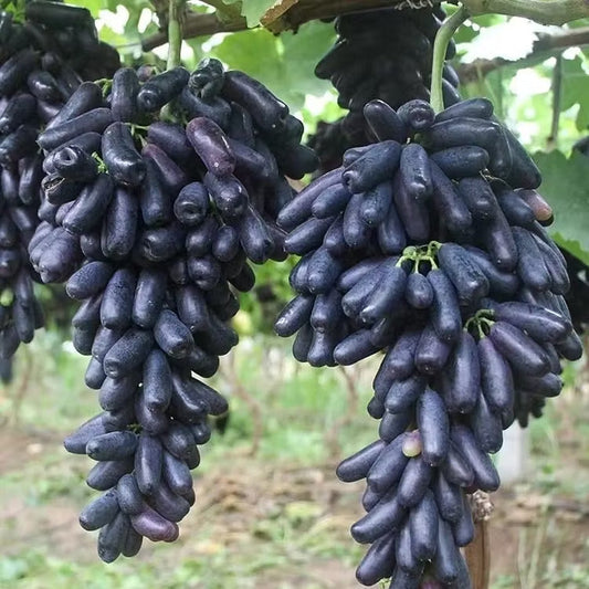🔥 OSTATNI DZIEŃ PROMOCJI - 30% ZNIŻKI 💜 Winogrona Sweet Sapphire (rzadkie winogrona palczaste) 🍇