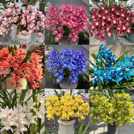 👑 Królowa Orchidei – Długowieczne Cebule Cymbidium