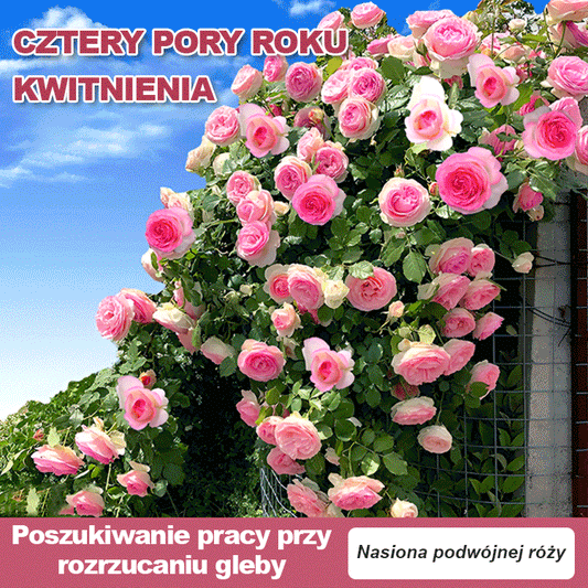 Nasiona róży wielokwiatowej kwitnącej przez cztery pory roku