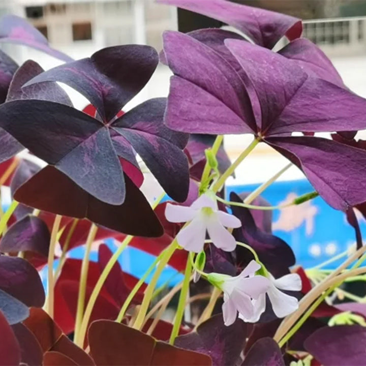💜Cebule szczawika Purple Luck