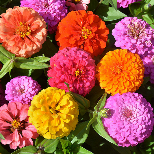 🌺Nasiona podwójnej cyni w mieszanych kolorach