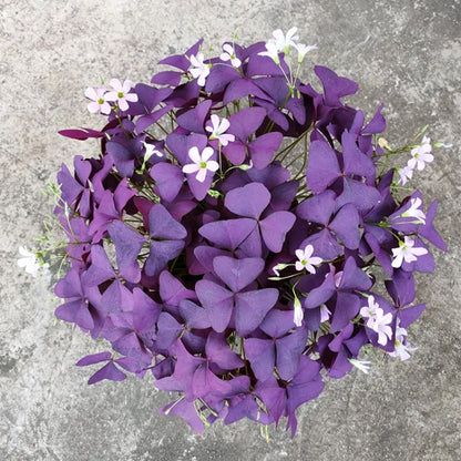 💜Cebule szczawika Purple Luck