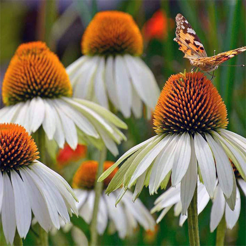 Nasiona jeżówki (Echinacea)