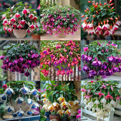🌺Nasiona fuksji - Kwiat latarniowy