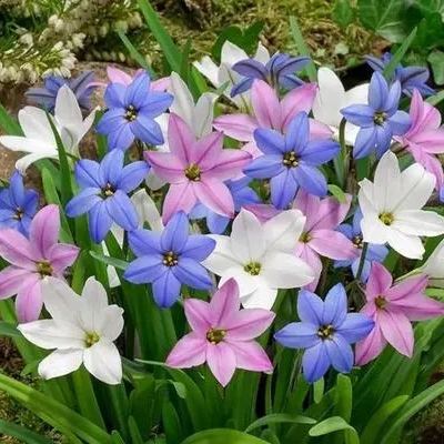 Cebulki lilii deszczowej Premium – powtarzające kwitnienie • odporne na ciepło