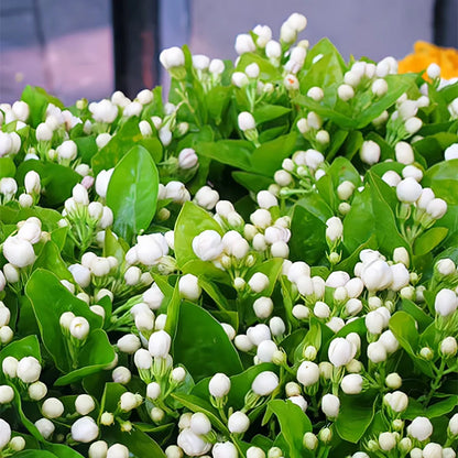 OSTATNI DZIEŃ PROMOCJI - 35% ZNIŻKI 🌸 Roślina doniczkowa Jaśmin (🌱Gwarancja przetrwania: Darmowa wymiana🌿)