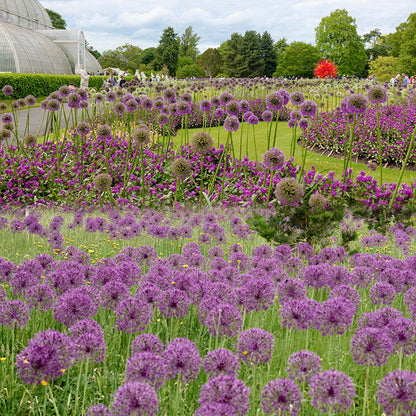 Allium Giganteum Ozdobny kwiat cebulowy