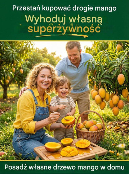 [1-2 lata wyników] Karłowe szczepione sadzonki mango bez GMO