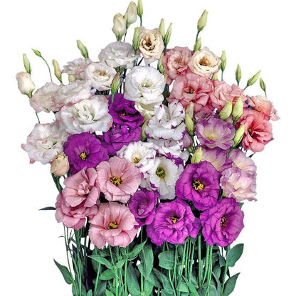 🔥Ostatni dzień wyprzedaży💝Eustoma Thornless Rose💐Lisianthus Seeds