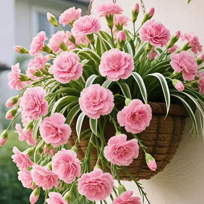 Nasiona/cebulki rośliny pająka Grand Bloom 💐 Wiszące arcydzieło natury pełne koloru i wdzięku
