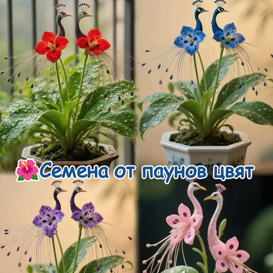🌺 Nasiona storczyka pawiego