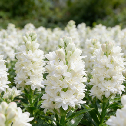 🌺Podwójne perfumowane cebulki tuberozy – Moon Garden Flower
