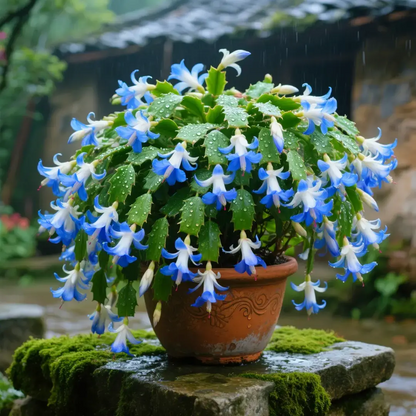 🦀Mieszane kolory cebul Schlumbergera – łatwe w pielęgnacji kwiaty w każdym odcieniu, nawet zimą ❄️🌈