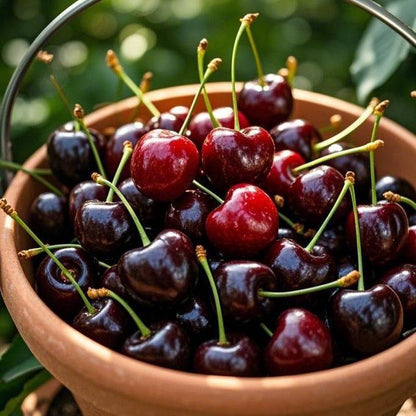 🏆SPRZEDANO PONAD 75 000 SZTUK!🌳Nasiona wiśni — pyszne, świeże wiśnie czekają na Twoje zbiory!