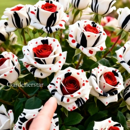 Rzadka róża czerwono-biało-czarna - Fire & Snow Rose