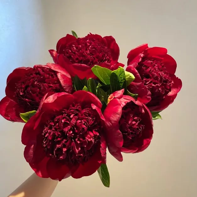 🔥OSTATNI DZIEŃ 45% ZNIŻKI🌺KRÓLOWA KWIATÓW — PODWÓJNE PIANI