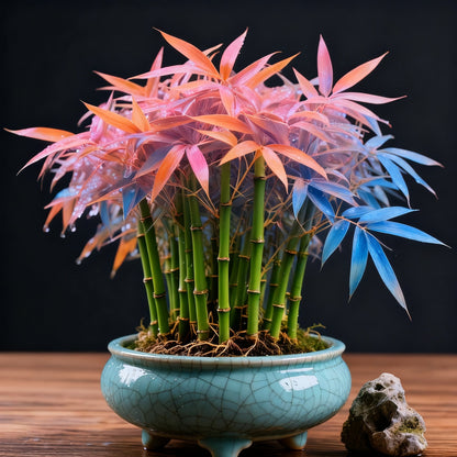 🌿 DreamBamboo — wielokolorowy cyprysik Lucky Bamboo