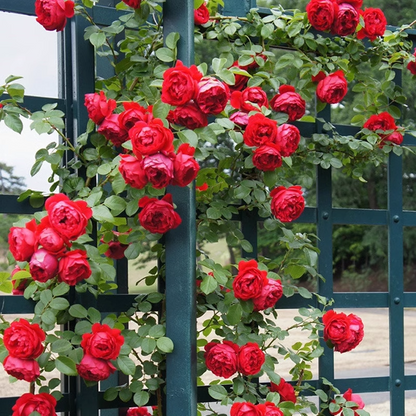 Nasiona róży pnącej🌹