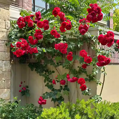 Nasiona róży pnącej🌹