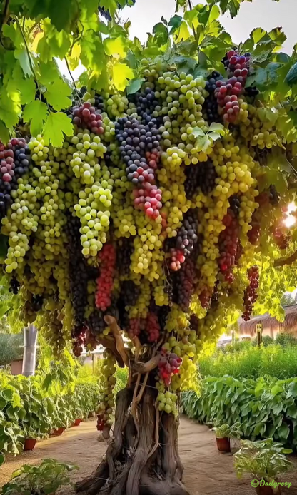 Olbrzymie nasiona winorośli: o cienkiej skórce, duże i bezpestkowe 🍇🌿