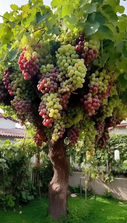 Olbrzymie nasiona winorośli: o cienkiej skórce, duże i bezpestkowe 🍇🌿