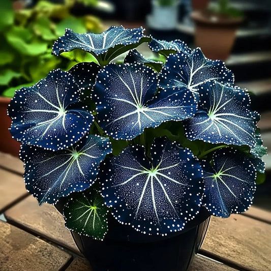 🌟Nocnoniebieska Hosta – wspaniały dodatek do Twojego domu! 🌟
