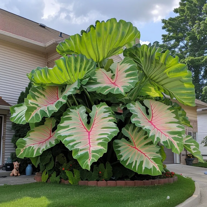 Rzadkie, gigantyczne, wielokolorowe cebule kaladium