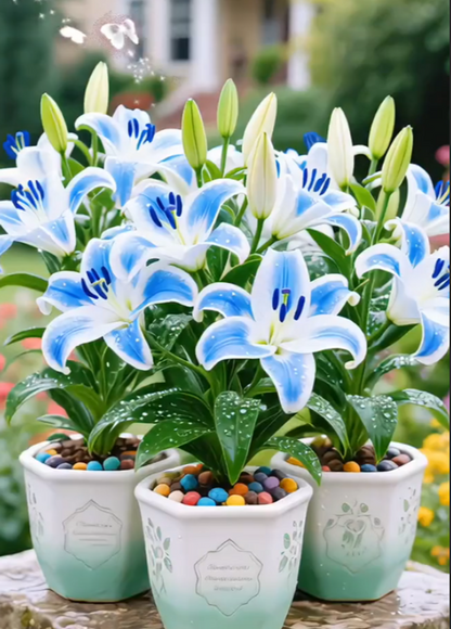 🌺Rzadkie cebule lilii — świeże i słodkie