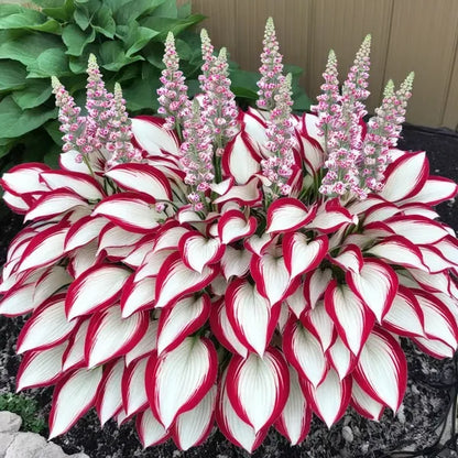 🔥🔥Ostatni dzień wyprzedaży🔥Nasiona rzadkiej funkii premium🌿Roślina odporna na cień