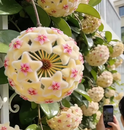 ✨Cebule Hoya – gwiazdy spadające z nieba✨