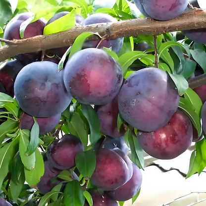 🍑 Nasiona śliwy szczepionej, niemodyfikowanej genetycznie, z odmian heirloom