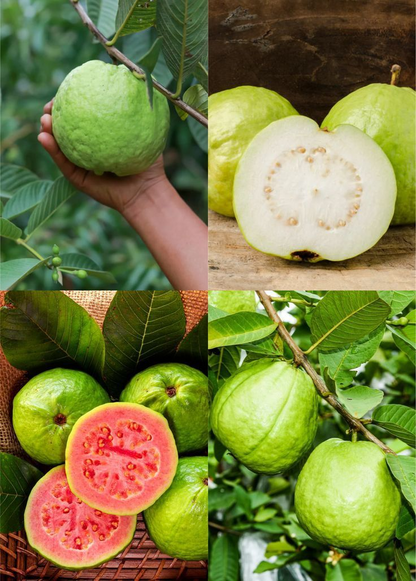 🔥Organiczne nasiona różowej guawy | 🌿Przygotowane do szybkiego kiełkowania (99% kiełkowania)