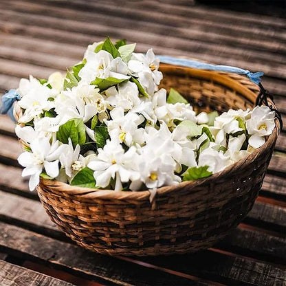 OSTATNI DZIEŃ PROMOCJI - 49% ZNIŻKI 🌸Piękna roślina doniczkowa jaśmin (można sadzić zimą)🌸