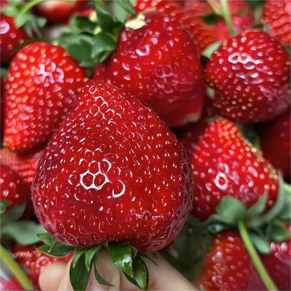 🔥⏰Ostatni dzień promocji🌱NASIONA TRUSKAWEK BLACK PEARL