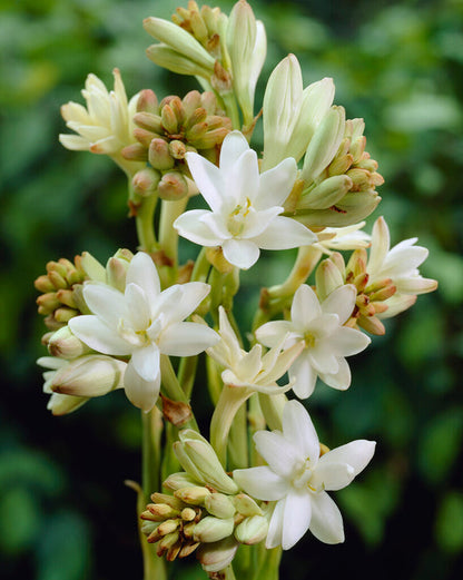 Tuberoza podwójna 🌸- Duży kwiat cebulowy