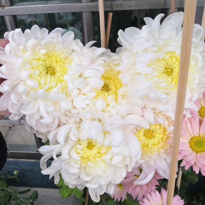 🌺Kwiat Elegancji🌼Gigantyczne Nasiona Chryzantemy