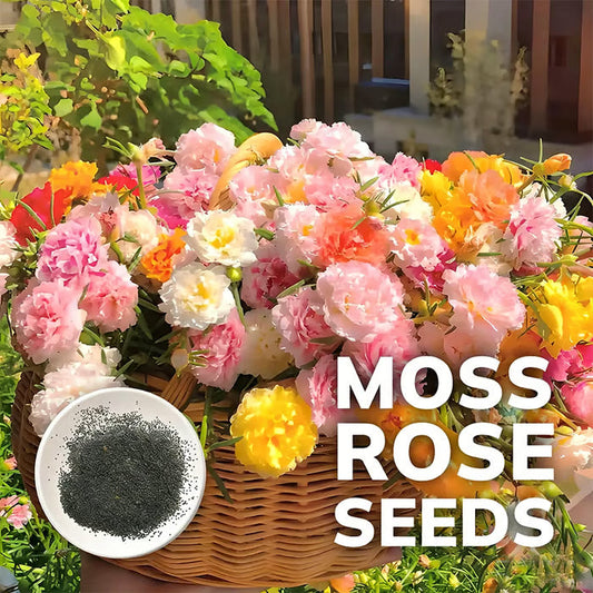 💫🌸KUP 1, DOSTAŃ 1 GRATIS | Moss Rose🌿Nasiona kwiatów wieloletnich z suplementem wspomagającym wzrost roślin