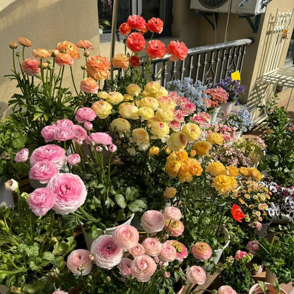 Cebulki kwiatów jaskra – delikatne, eleganckie, niezapomniane 🌸