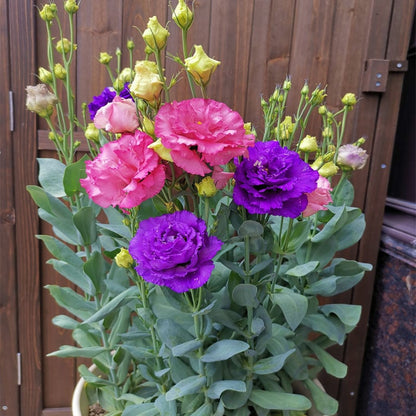 🔥Ostatni dzień wyprzedaży💝Eustoma Thornless Rose💐Lisianthus Seeds
