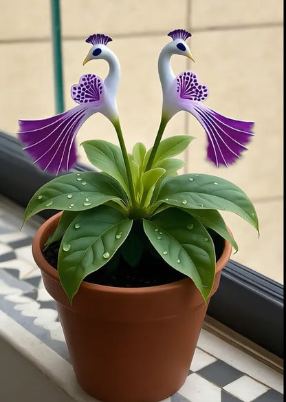 🌺 Nasiona storczyka pawiego