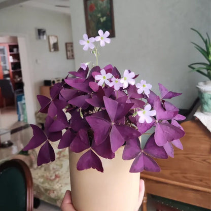 💜Cebule szczawika Purple Luck