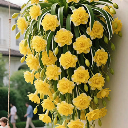 Nasiona/cebulki rośliny pająka Grand Bloom 💐 Wiszące arcydzieło natury pełne koloru i wdzięku