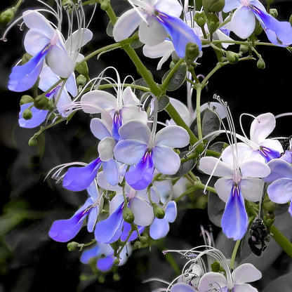 Nasiona grochu motylkowego Premium Blue Butterfly Pea – jadalne, letnie