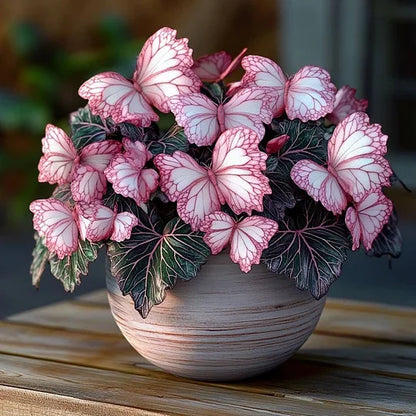 💥 Nowe begonie 🦋 Nasiona begonii motylkowej 🌱 Bonsai, jakiego jeszcze nie widziałeś