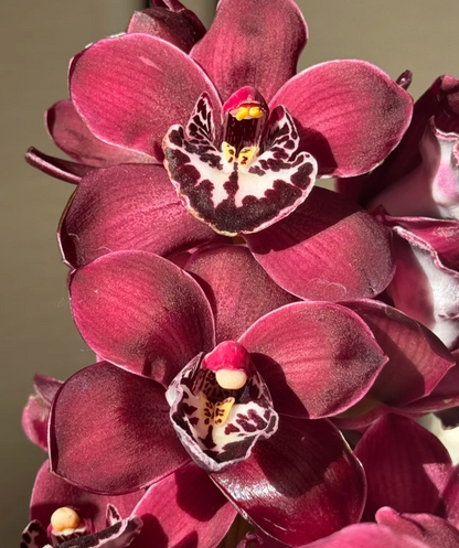 👑 Królowa Orchidei – Długowieczne Cebule Cymbidium