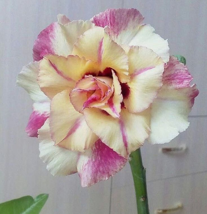 🔥Wyhoduj Królową Pustyni – teraz w obniżonej cenie!🎁 😍Uwielbia kwitnąć, długi okres kwitnienia 🌵 Róża Pustyni