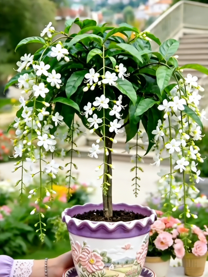 🌸【7 dni kiełkowania】Ostatni dzień zniżki do 50%💐Rzadkie cebulki kwiatów jaśminu płaczącego