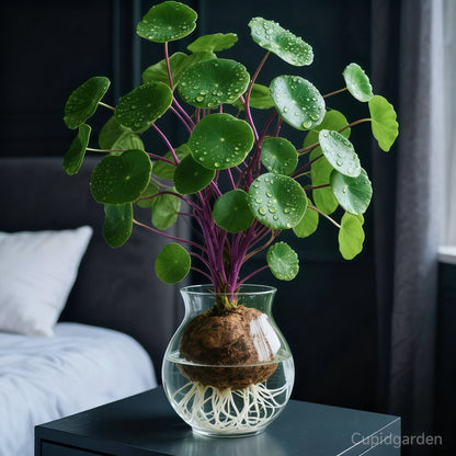 🎈🪴Czerwony rattan Stephania Erecta: Najsilniejsza roślina doniczkowa dla leniwych🌿
