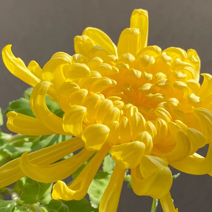 🌺Kwiat Elegancji🌼Gigantyczne Nasiona Chryzantemy
