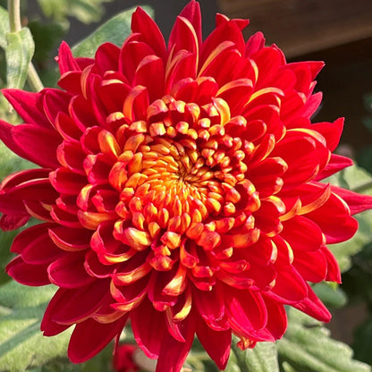 🌺Kwiat Elegancji🌼Gigantyczne Nasiona Chryzantemy